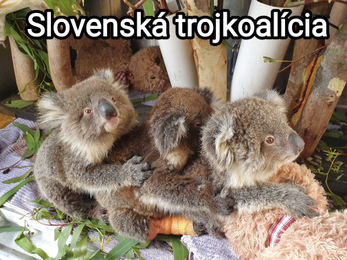Už zasadá koala-icia